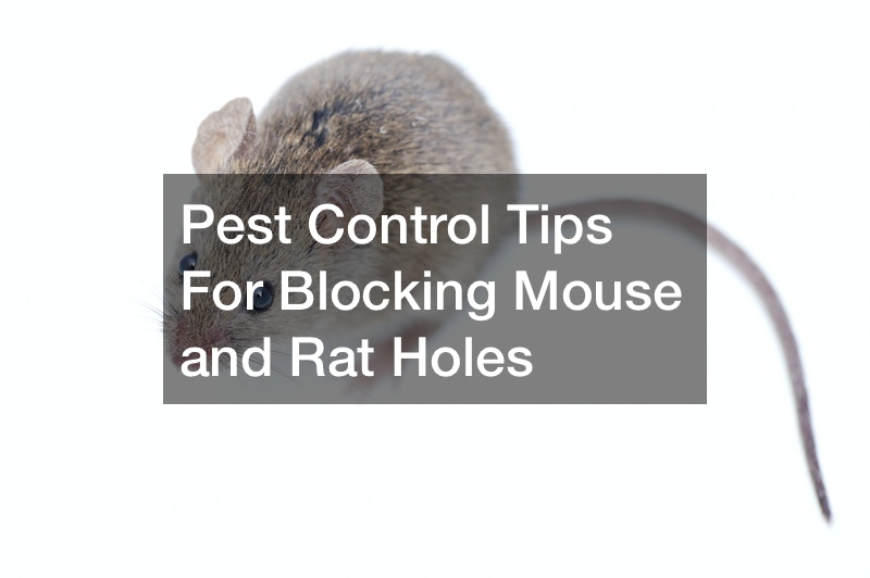 Pest Control Tips For Blocking Mouse and Rat Holes