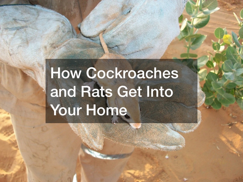 How Cockroaches and Rats Get Into Your Home