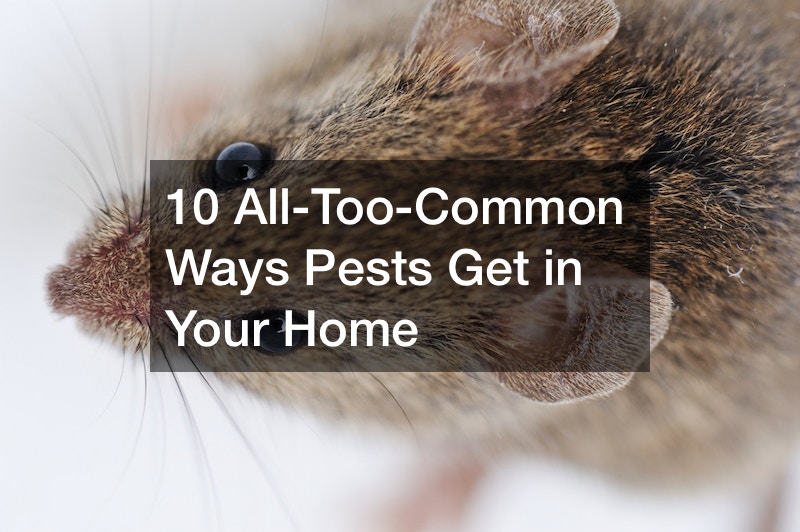 10 All-Too-Common Ways Pests Get in Your Home