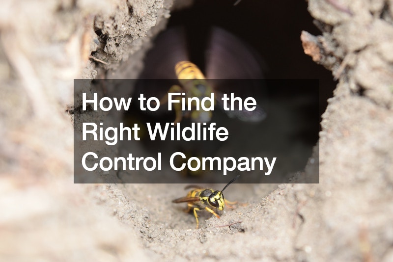 How to Find the Right Wildlife Control Company