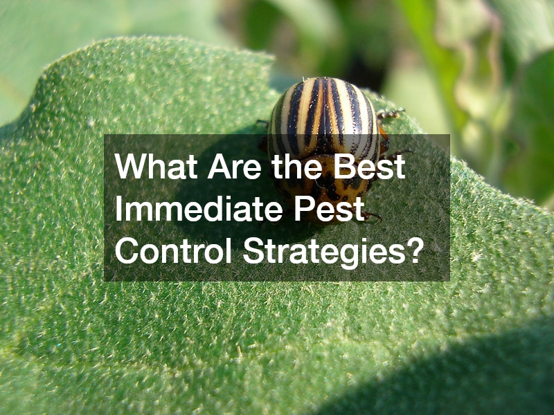 What Are the Best Immediate Pest Control Strategies?