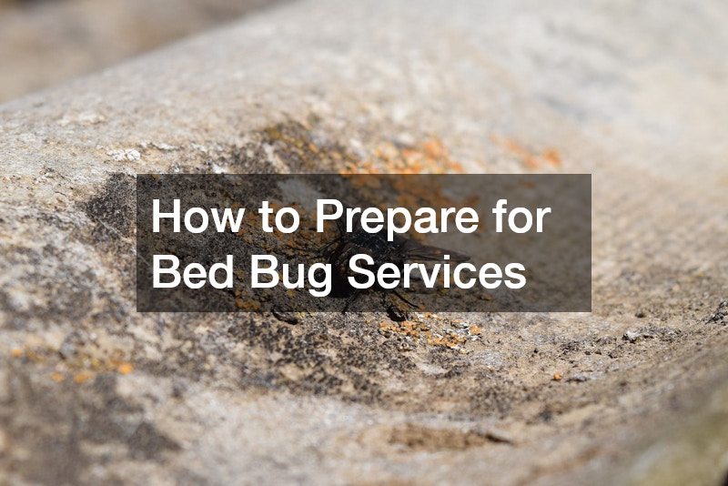 How to Prepare for Bed Bug Services