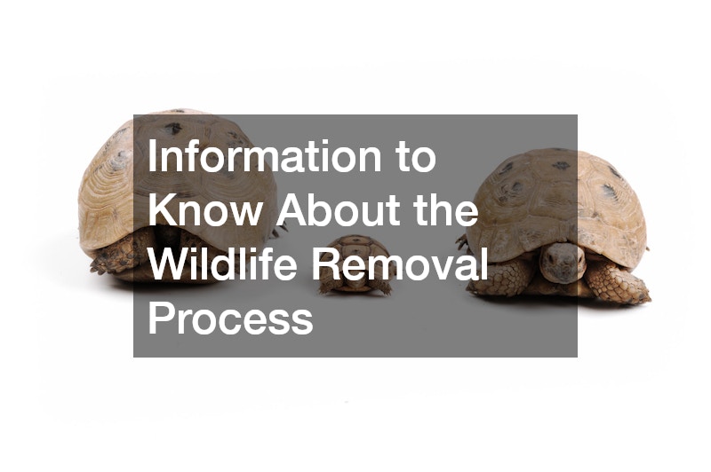 Information to Know About the Wildlife Removal Process