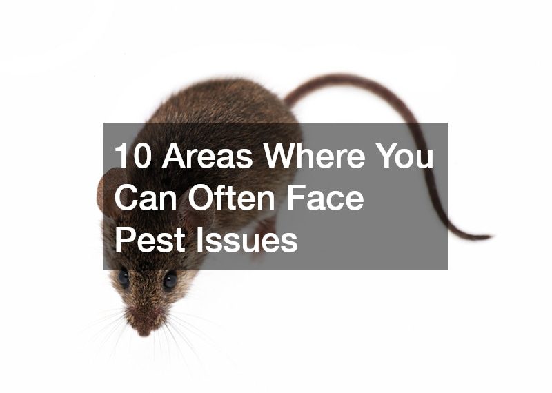 10 Areas Where You Can Often Face Pest Issues