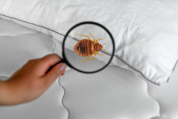 magnifying glass held over a bed bug crawling on a white mattress